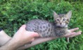 /album/we-still-have-2-available-kittens-visit-us-n-reserve-now-/alpha-3-jpg1/